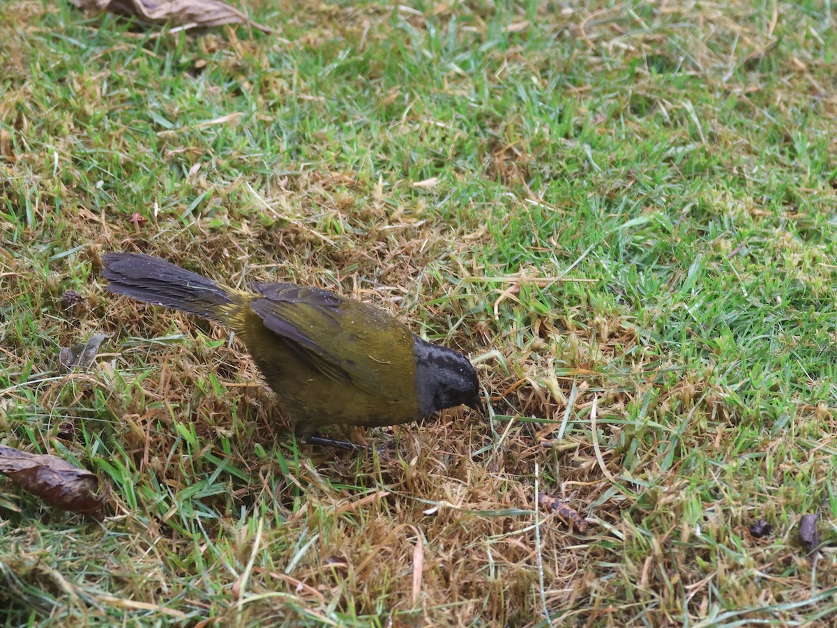 Large-footed Finch - ML617016098