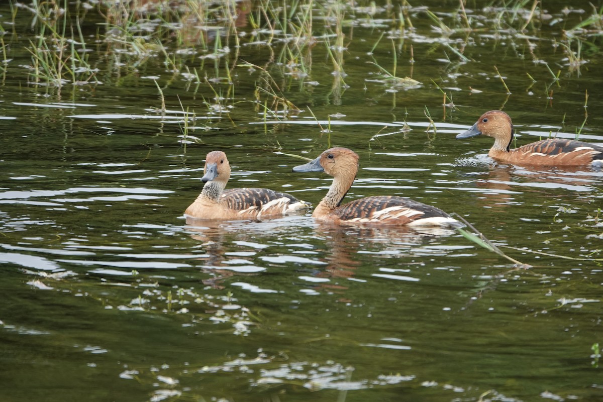 Fulvous Whistling-Duck - ML617016186