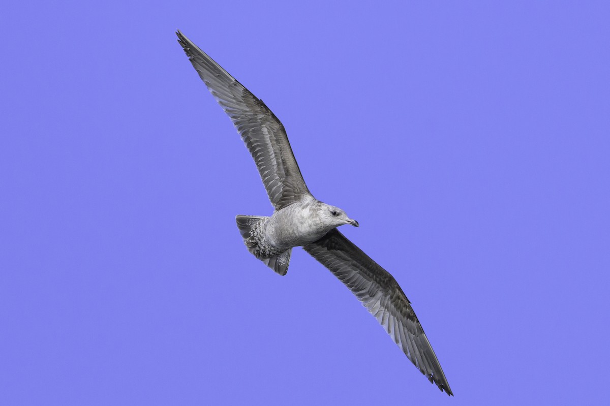 Herring Gull - ML617016273