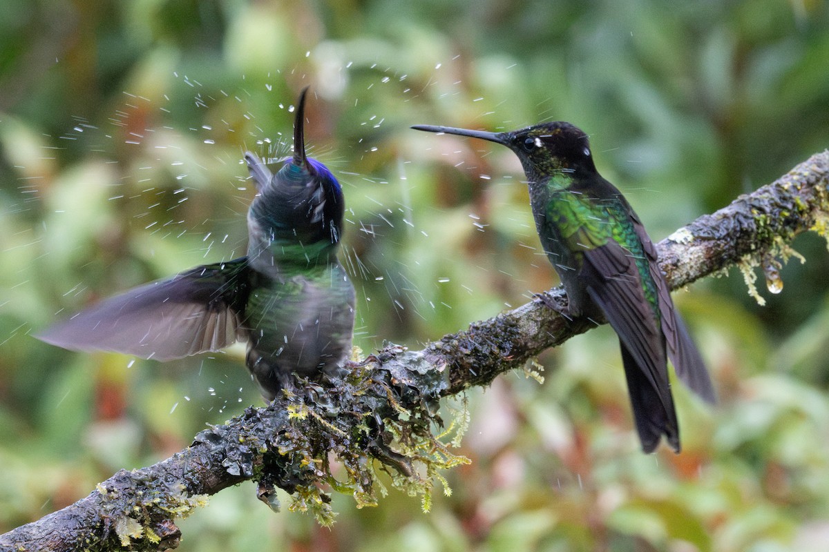 Talamanca Hummingbird - ML617016416