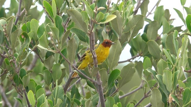 Yellow Warbler (Mangrove) - ML617016571