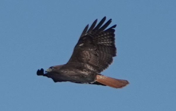 Red-tailed Hawk (calurus/alascensis) - Brad Rumble