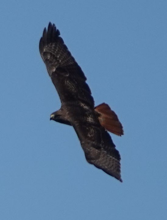 Red-tailed Hawk (calurus/alascensis) - ML617016582