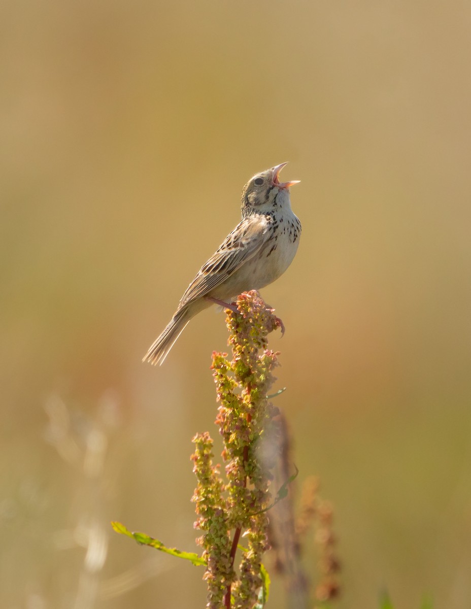 Baird's Sparrow - ML617016691