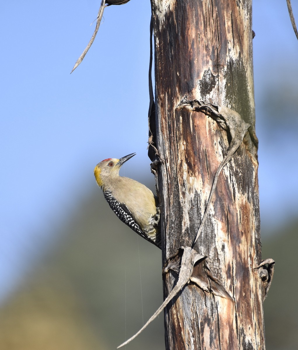 Golden-fronted Woodpecker (Northern) - ML617016696