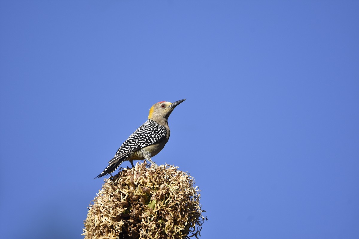 Golden-fronted Woodpecker (Northern) - ML617016697
