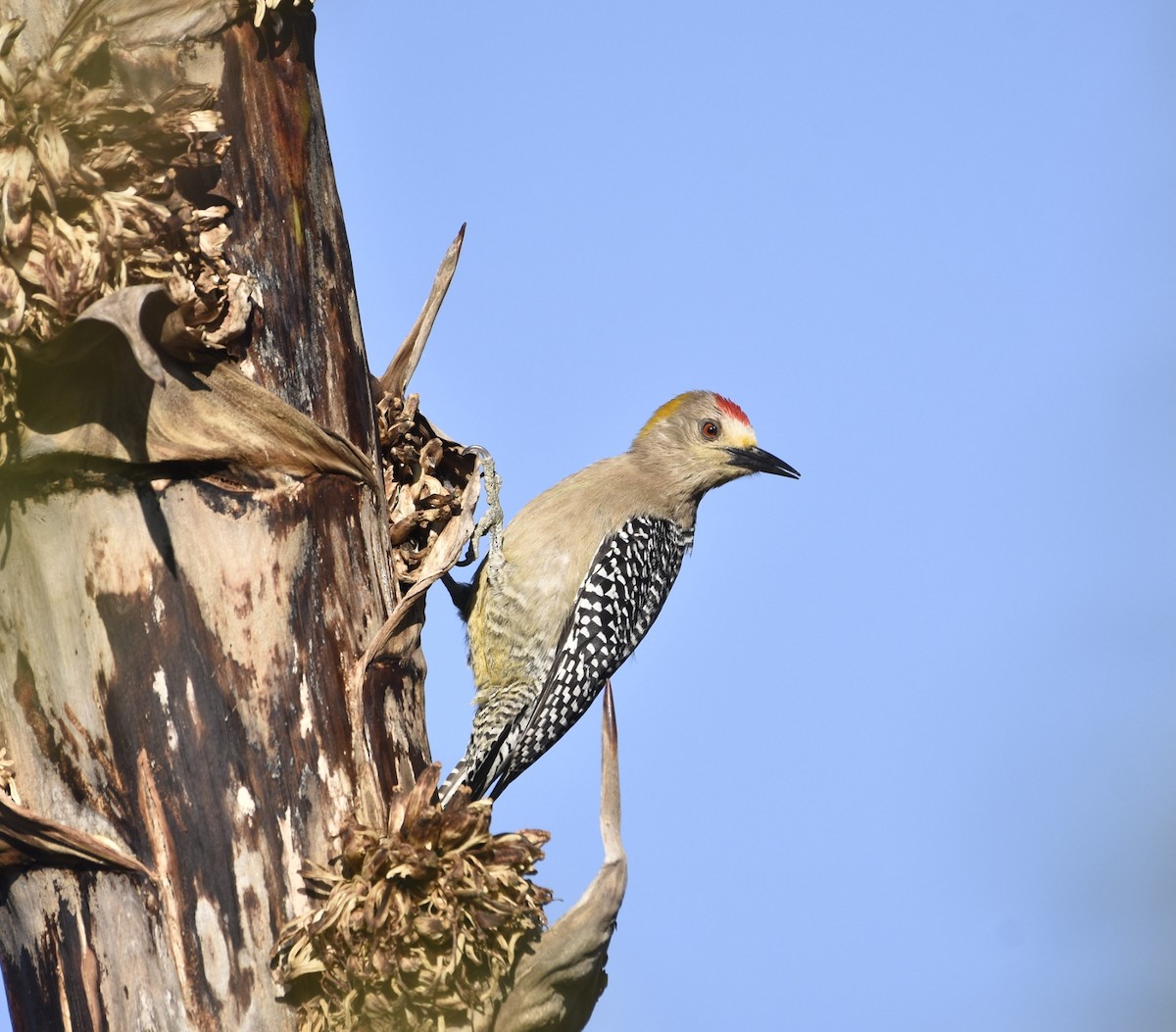 Golden-fronted Woodpecker (Northern) - Esteban Matías (birding guide) Sierra de los Cuchumatanes Huehuetenango esteban.matias@hotmail.com                             +502 53810540