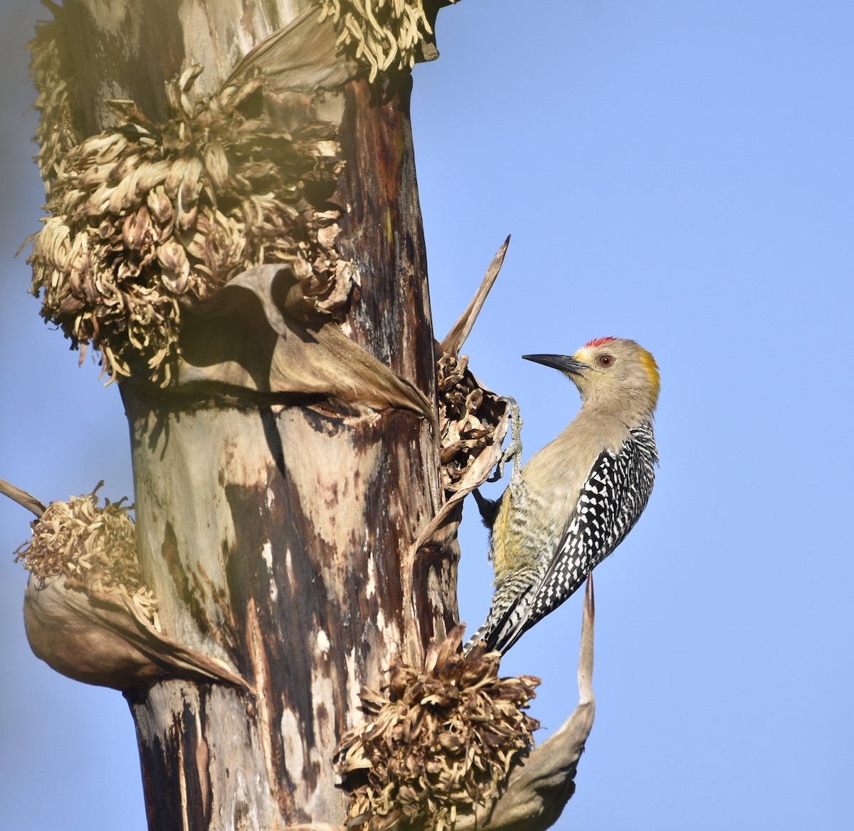 Golden-fronted Woodpecker (Northern) - Esteban Matías (birding guide) Sierra de los Cuchumatanes Huehuetenango esteban.matias@hotmail.com                             +502 53810540