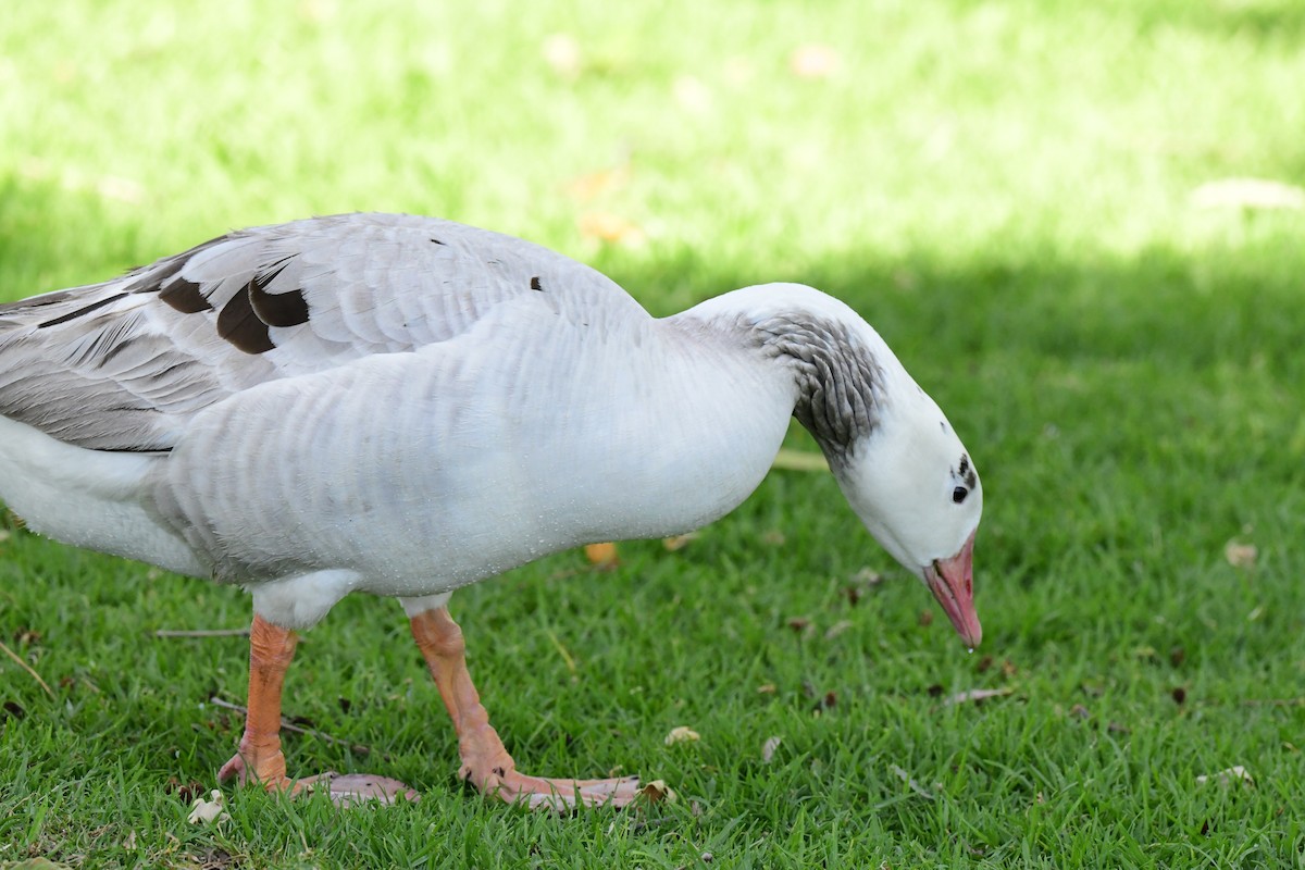 Domestic goose sp. (Domestic type) - ML617016749