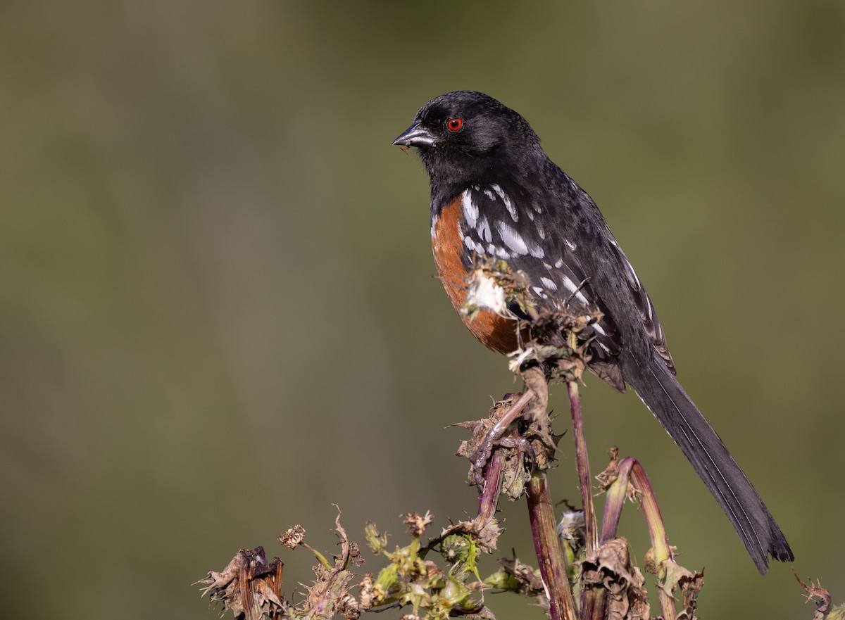 Spotted Towhee - ML617016838