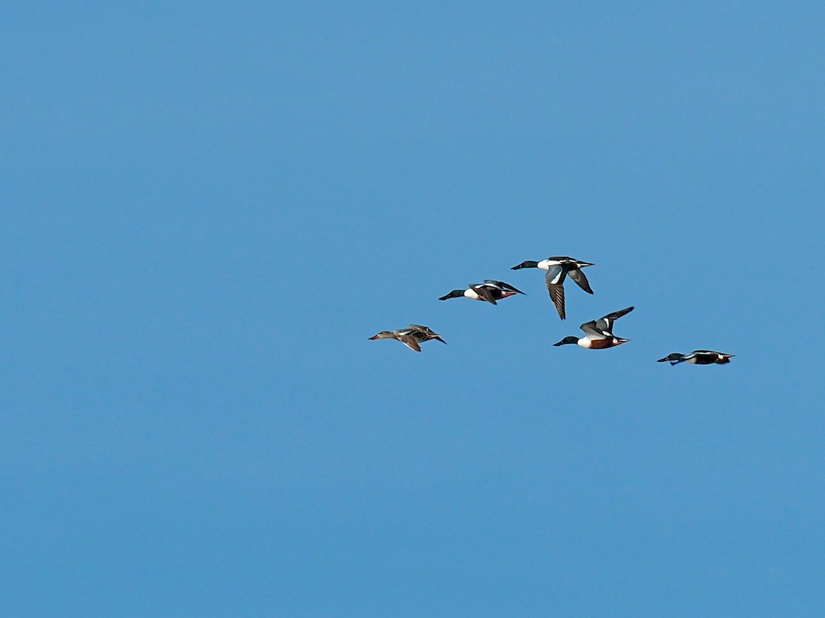 eBird Checklist - 6 Apr 2024 - Matagorda Bay Nature Park/Jetty (CTC 003 ...