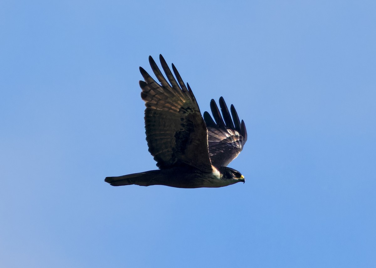Rufous-bellied Eagle - ML617016941