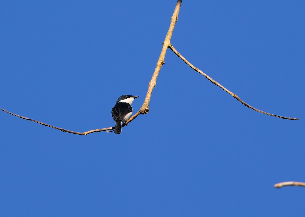 Black-winged Flycatcher-shrike - ML617016953