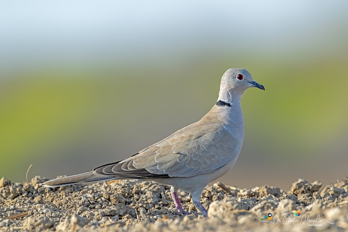 Eurasian Collared-Dove - ML617017201