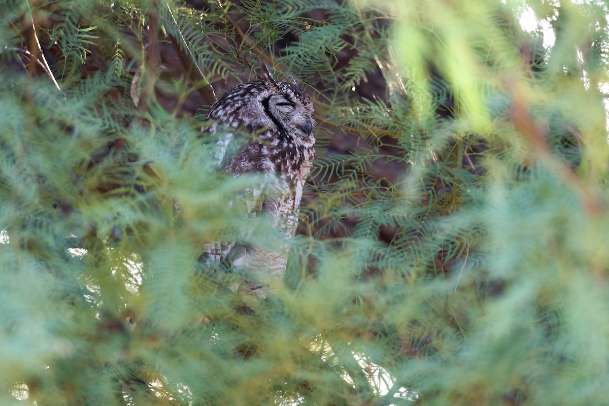 Spotted Eagle-Owl - ML617017225