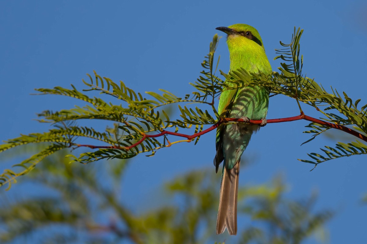 Swallow-tailed Bee-eater - ML617017228