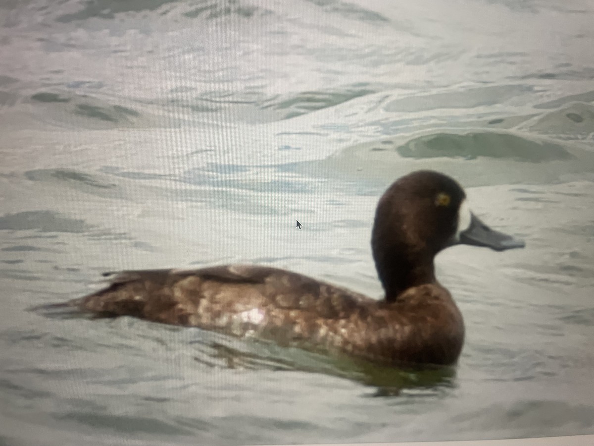 Greater Scaup - ML617017237