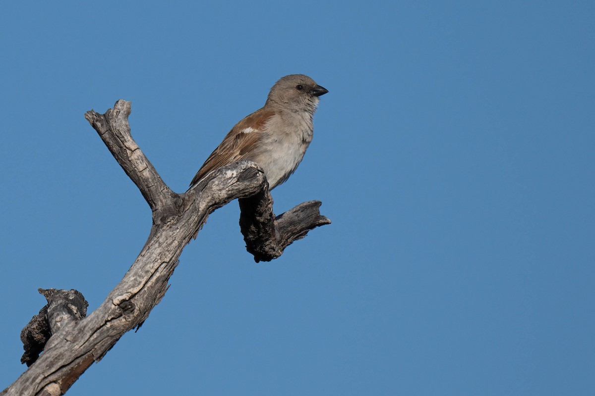 Southern Gray-headed Sparrow - Terence Alexander