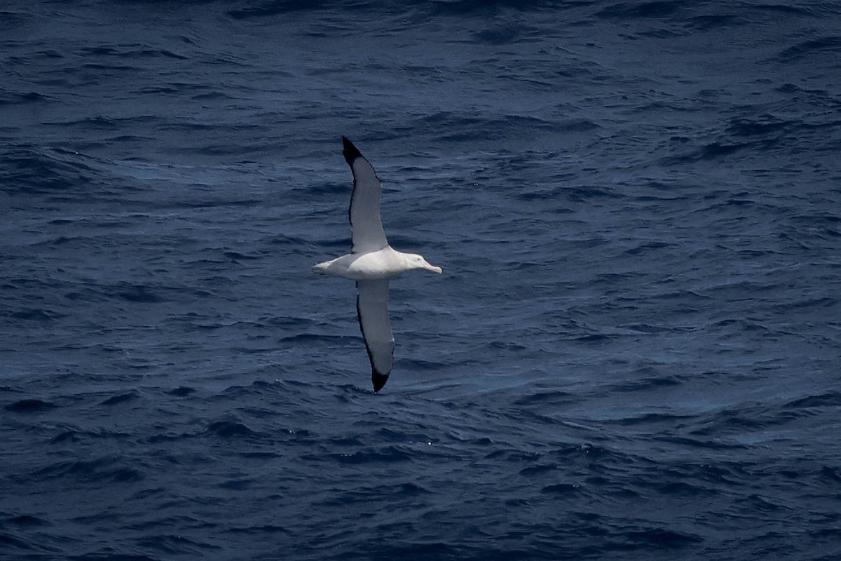 albatros stěhovavý - ML617017462