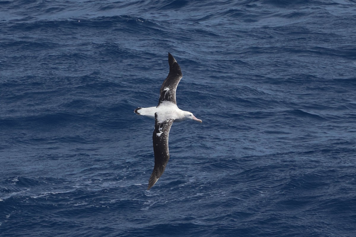 Snowy Albatross - ML617017463