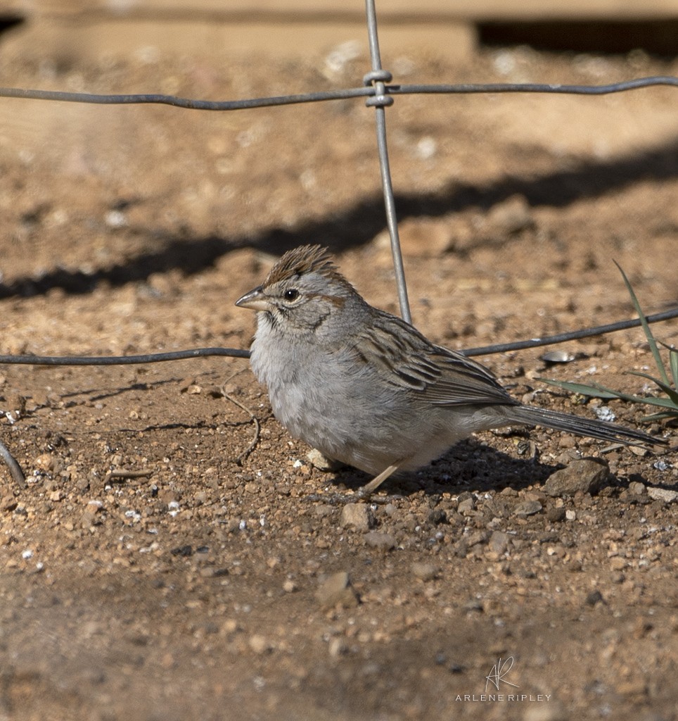 Rufous-winged Sparrow - ML617017555