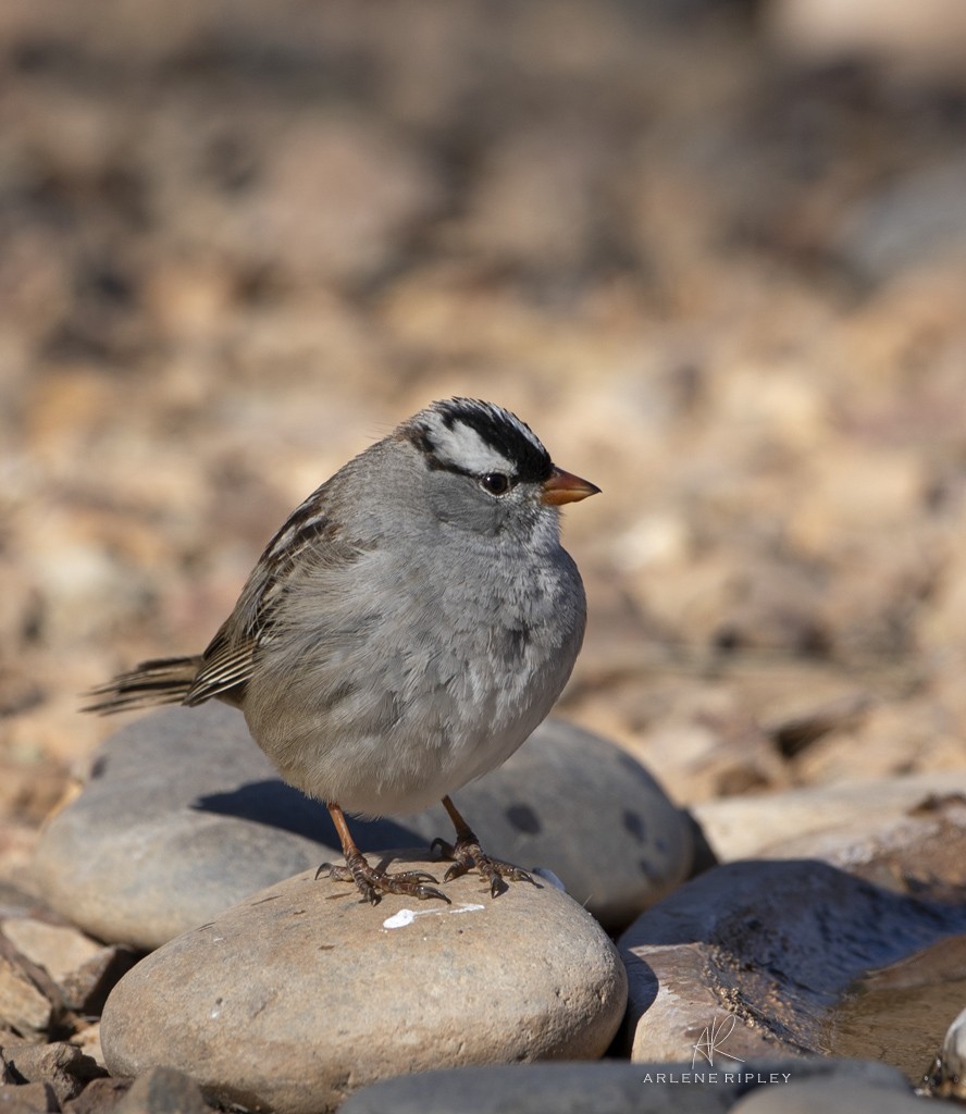 White-crowned Sparrow (Dark-lored) - ML617017575