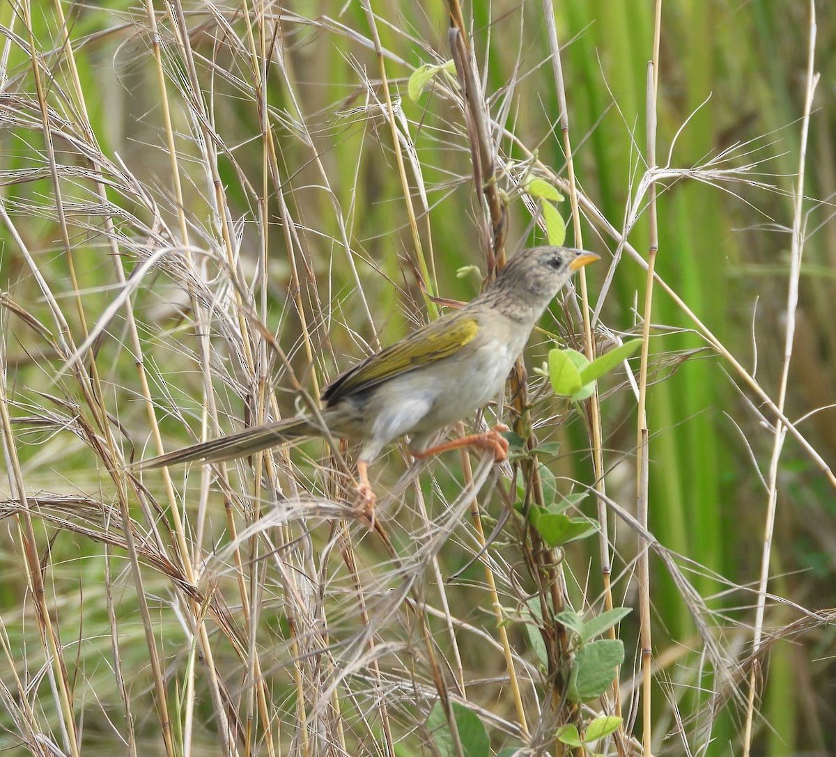 Wedge-tailed Grass-Finch - ML617017636