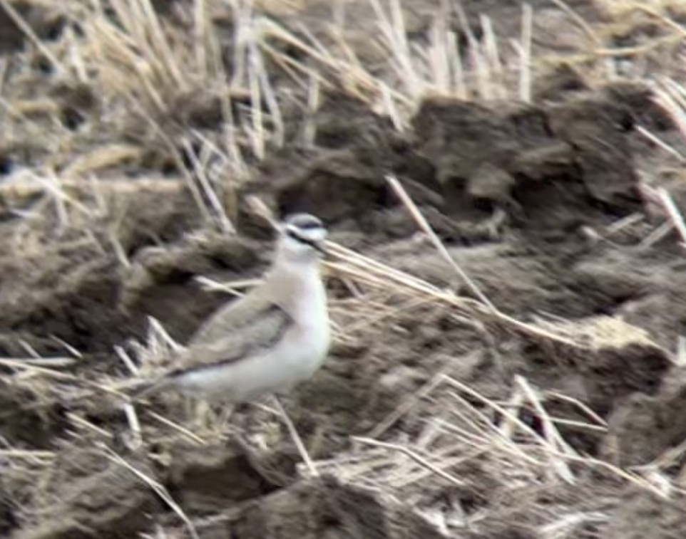 eBird Checklist - 6 Apr 2024 - Lincoln CR 3F--CR 41 to Hwy 43 - 9 species