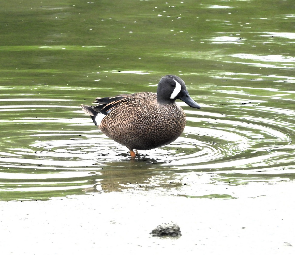 Blue-winged Teal - ML617017771