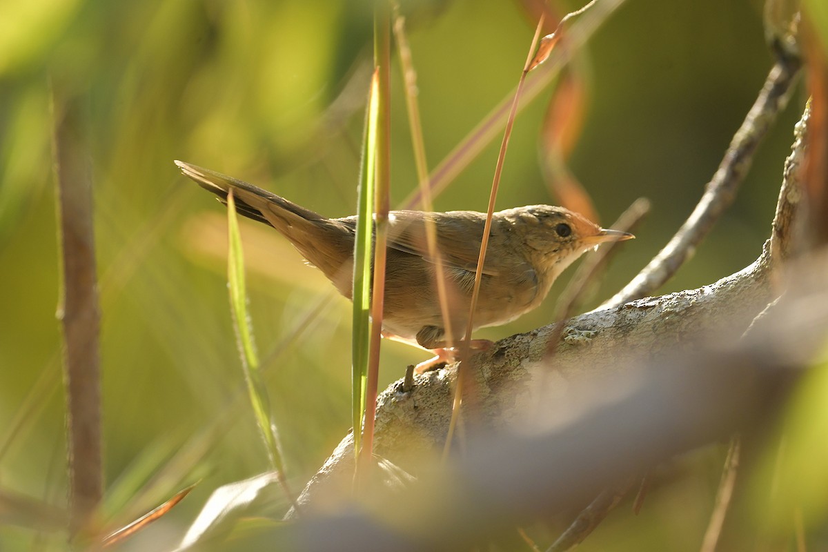 Brown Bush Warbler - Supaporn Teamwong