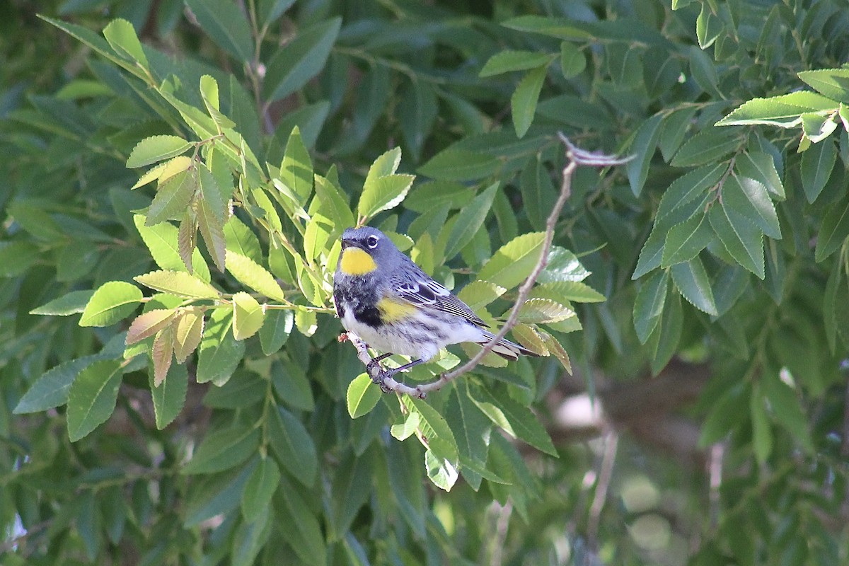 Yellow-rumped Warbler (Audubon's) - Anna Kennedy