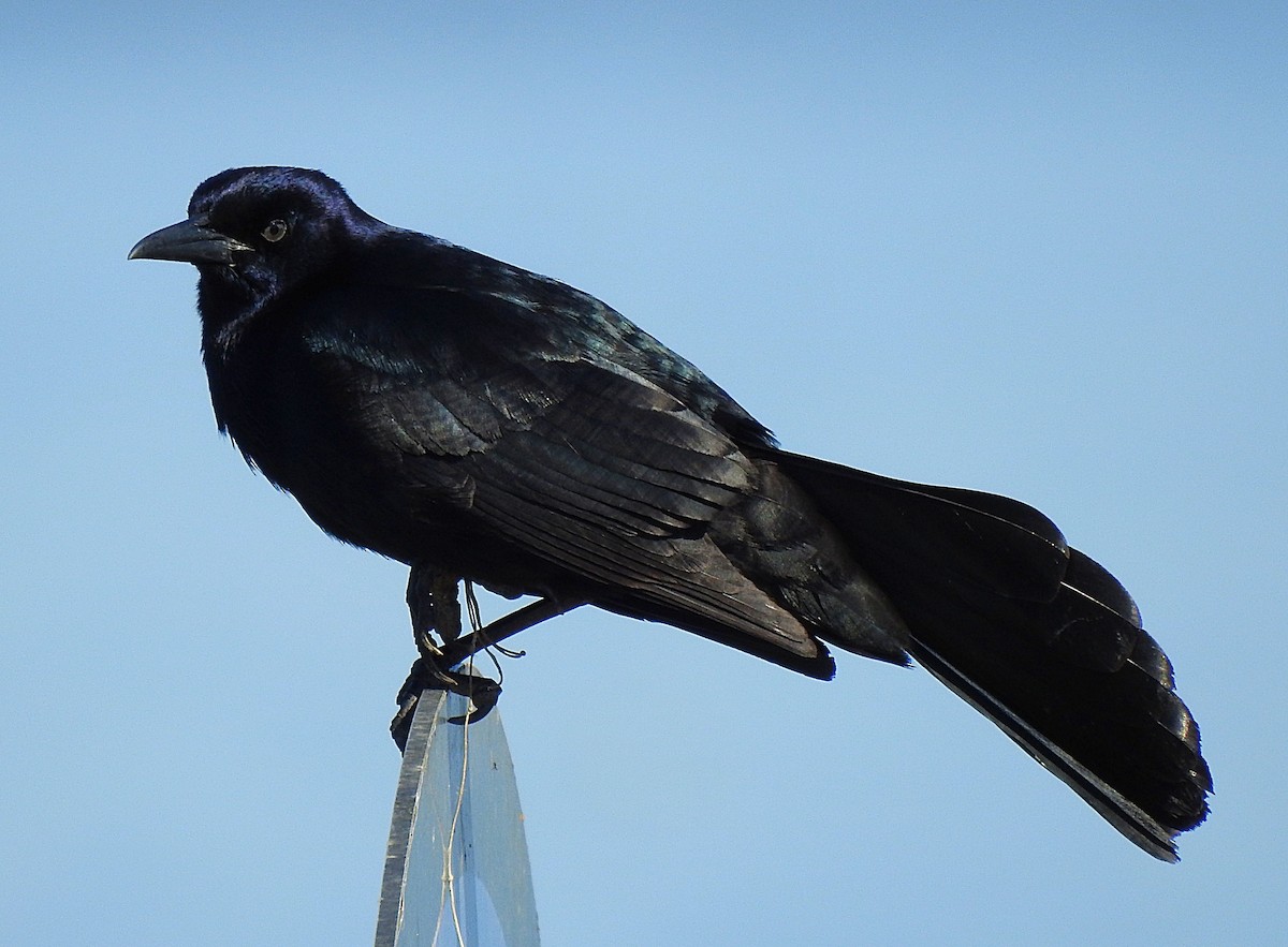 Boat-tailed Grackle - ML617017871