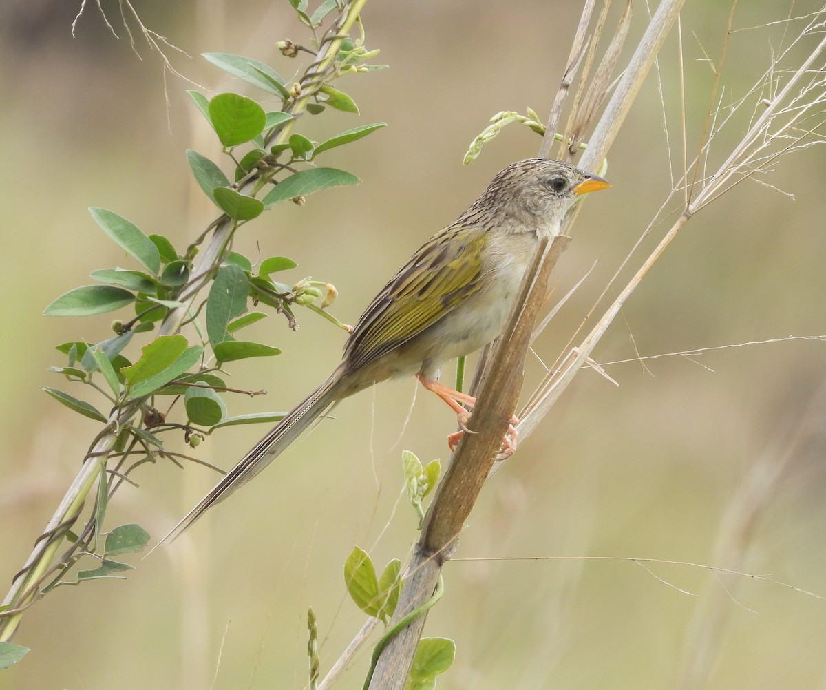 Wedge-tailed Grass-Finch - Albeiro Erazo Farfán