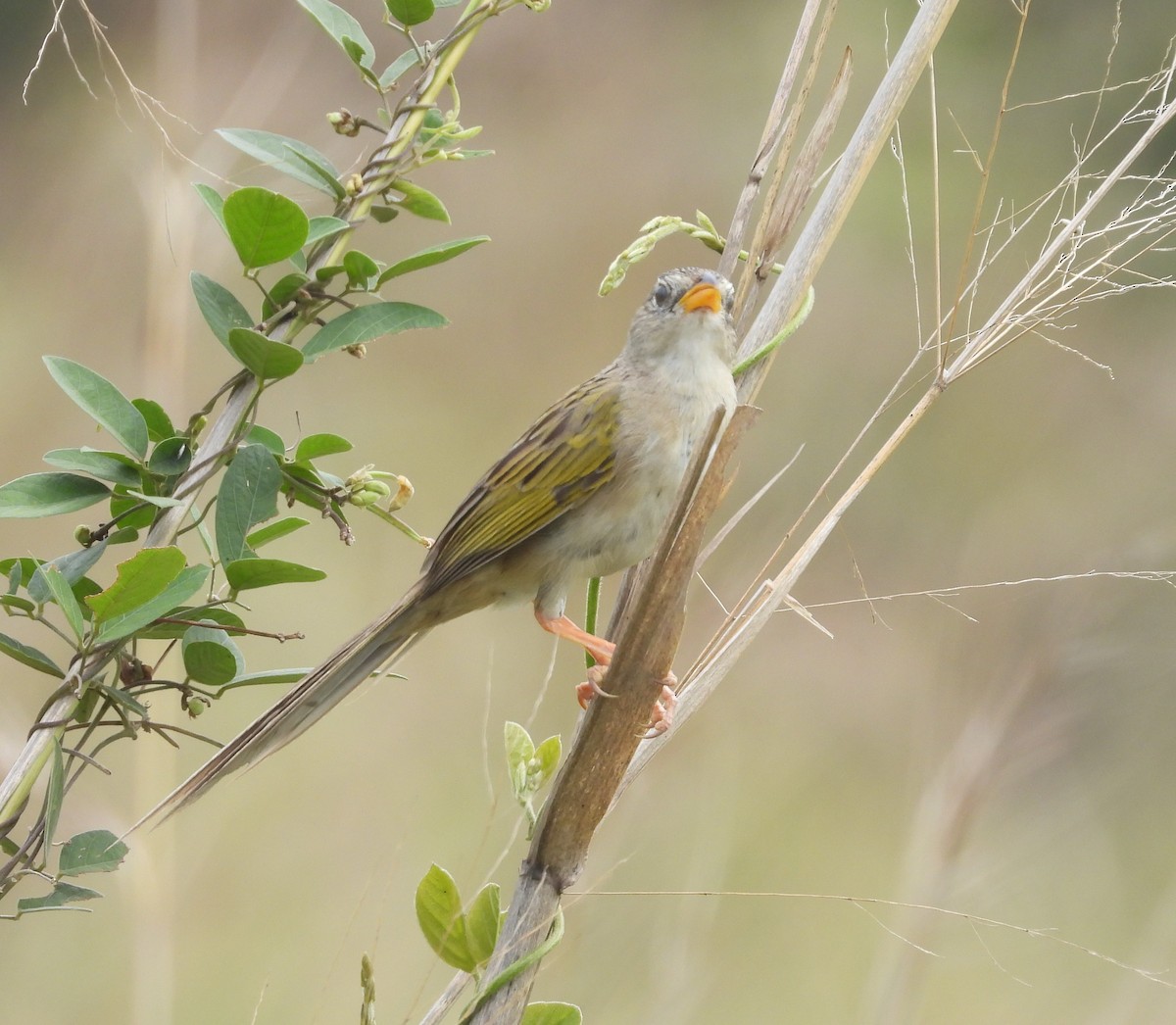 Wedge-tailed Grass-Finch - ML617017894