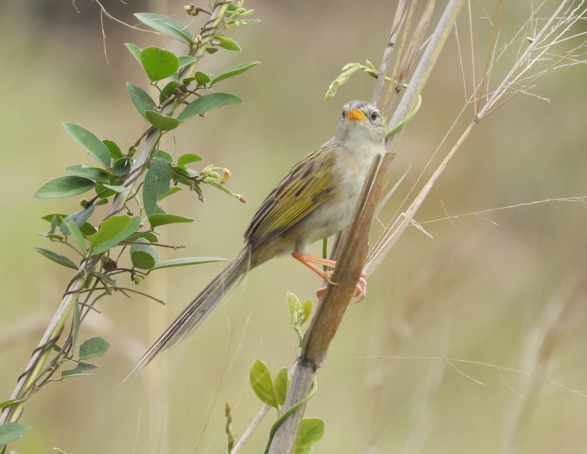Wedge-tailed Grass-Finch - ML617017895