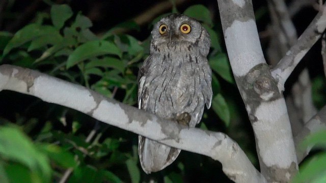 Western Screech-Owl - ML617017947