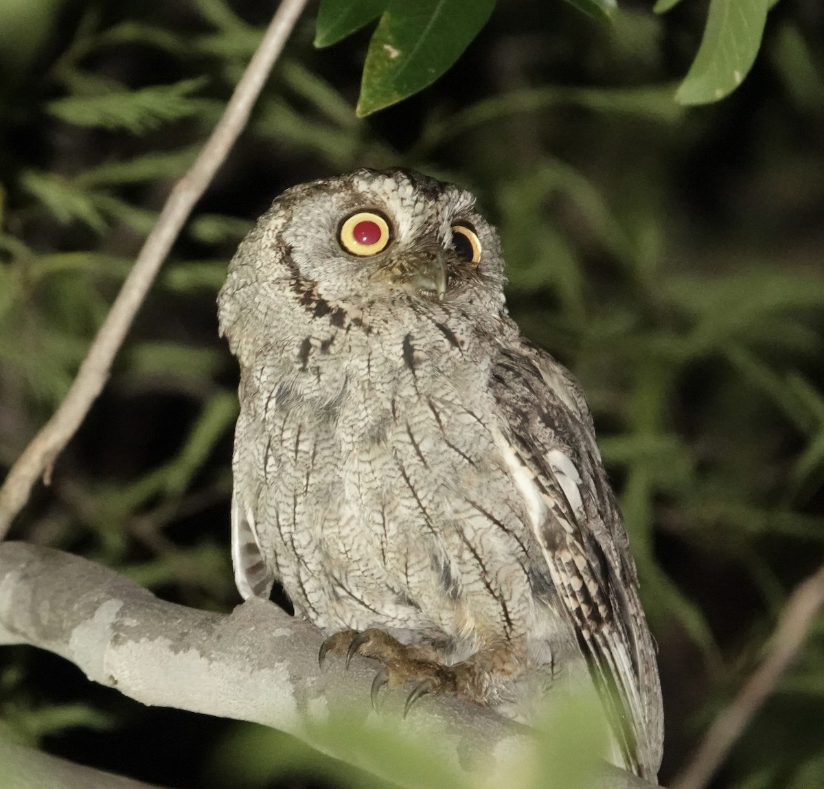 Western Screech-Owl - ML617017995