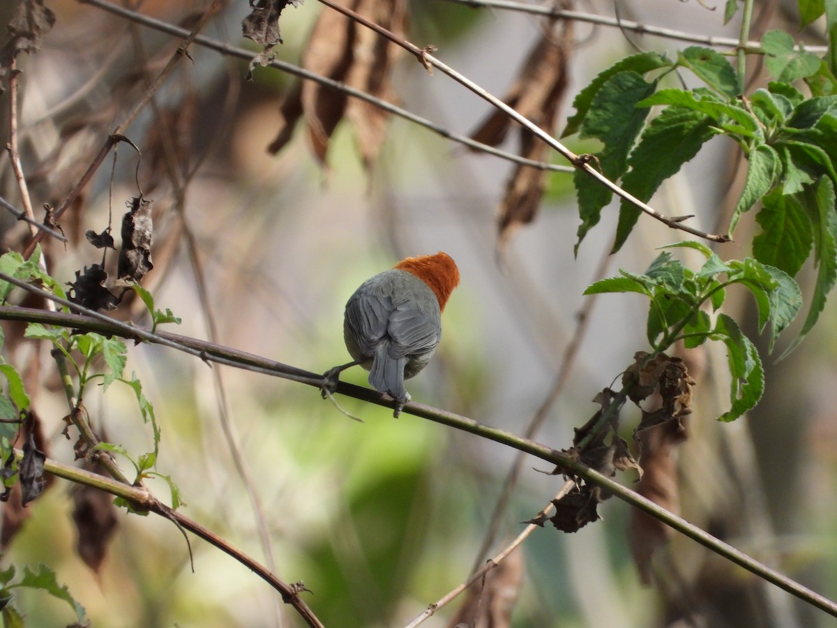 Fulvous-headed Tanager - ML617018029
