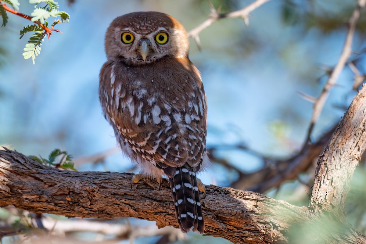 Pearl-spotted Owlet - ML617018211