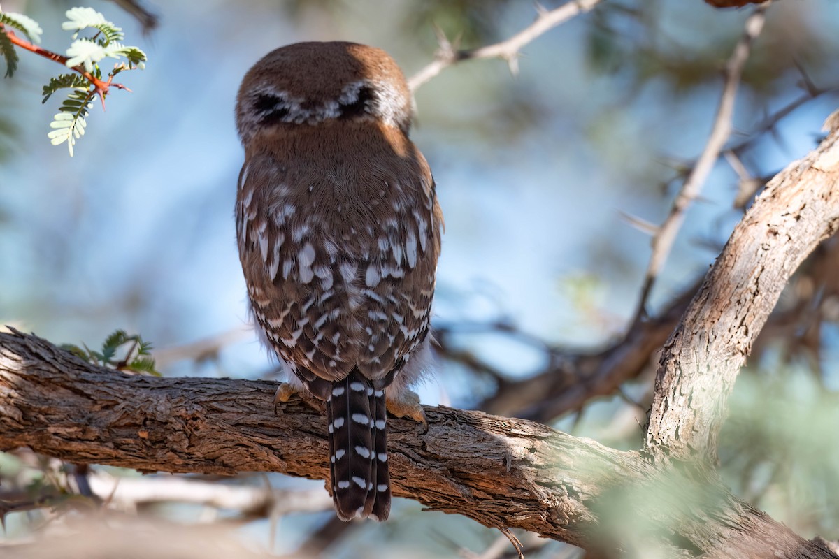 Pearl-spotted Owlet - ML617018214