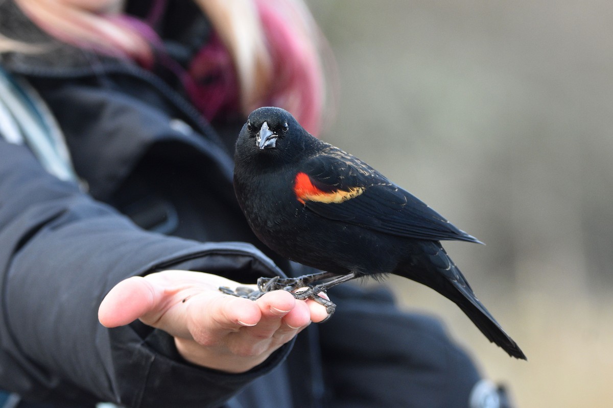 Red-winged Blackbird - Sydney Gerig