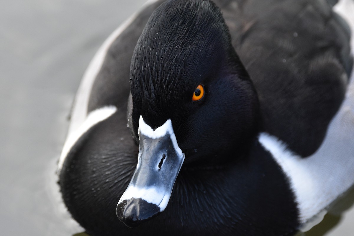 Ring-necked Duck - Sydney Gerig