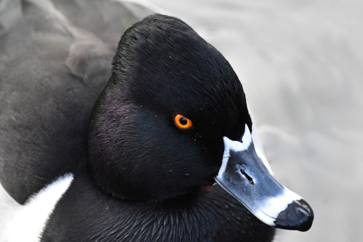 Ring-necked Duck - Sydney Gerig