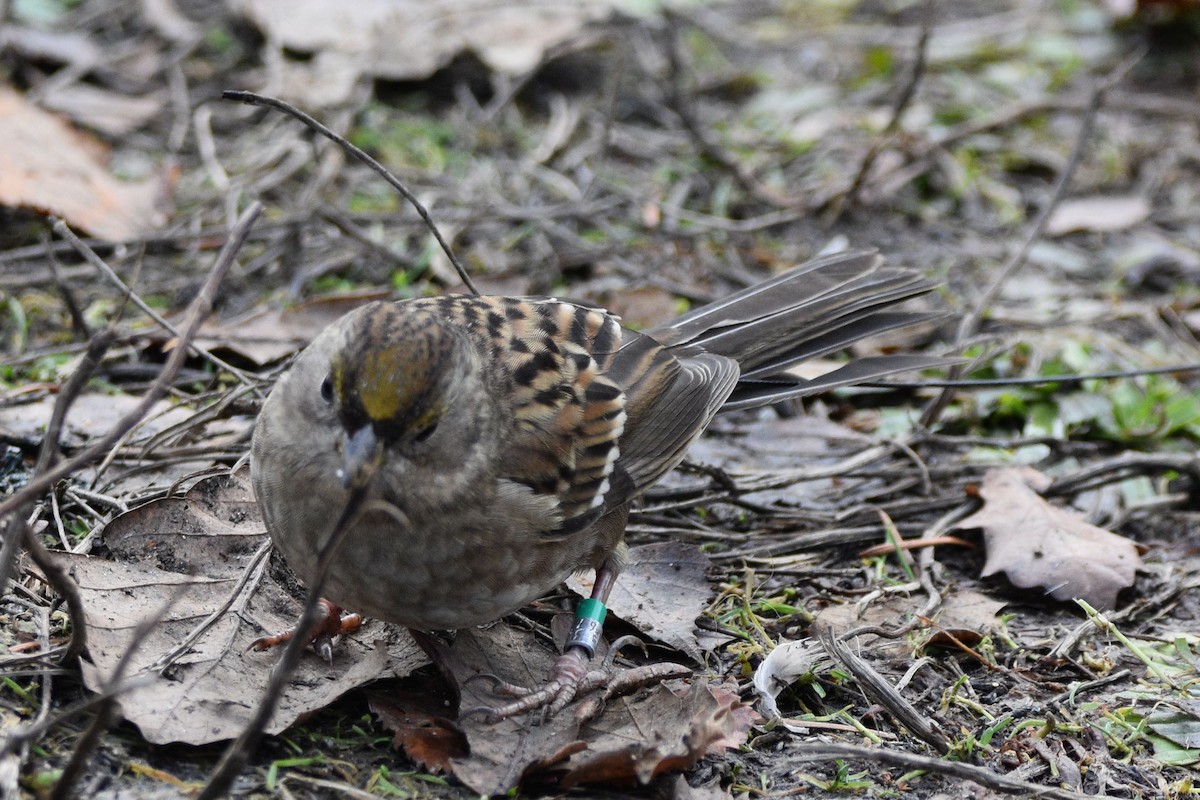 Golden-crowned Sparrow - ML617018328