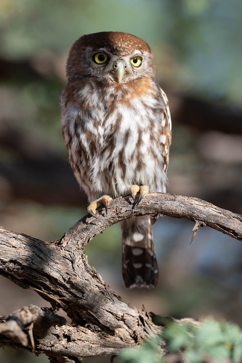 Pearl-spotted Owlet - ML617018365
