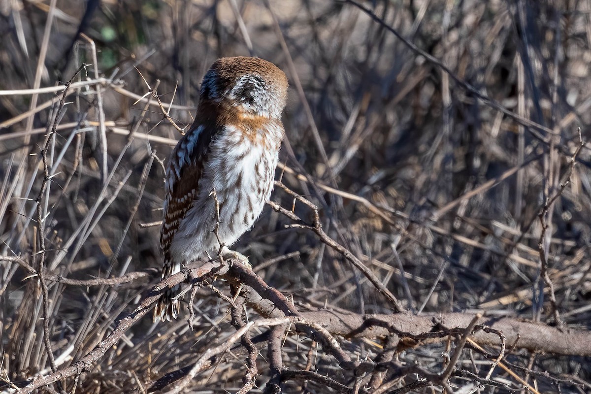 Pearl-spotted Owlet - ML617018378