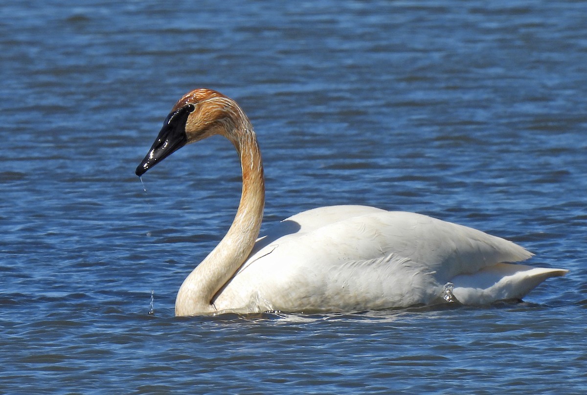 Trumpeter Swan - T E
