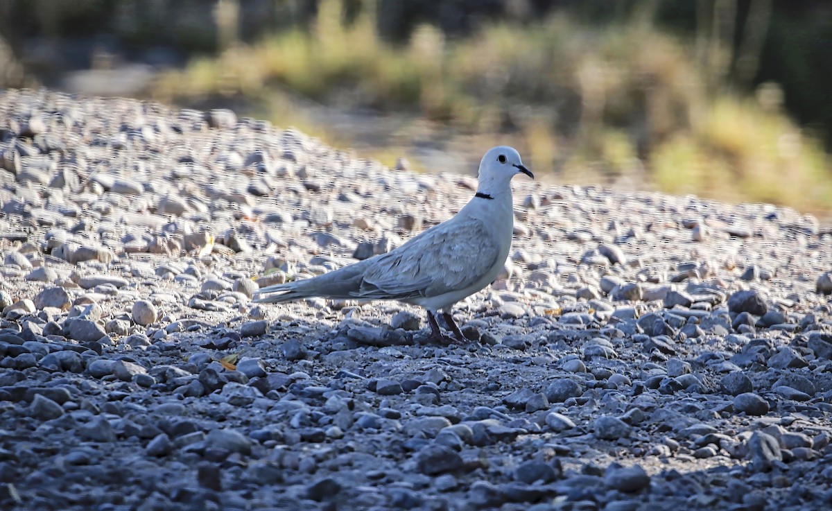 Eurasian/African Collared-Dove - ML617018669