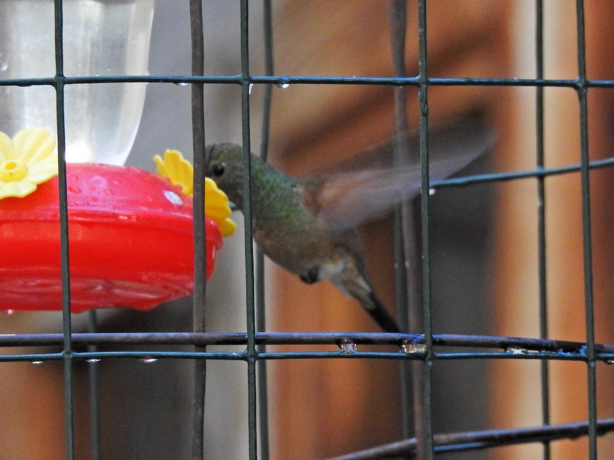 Berylline Hummingbird - ML617018709