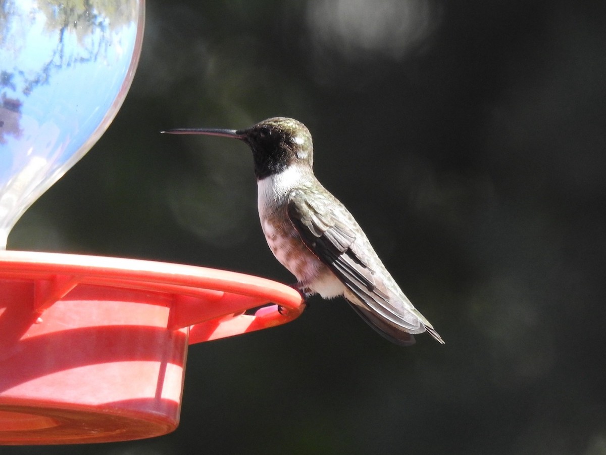 Black-chinned Hummingbird - ML617018727
